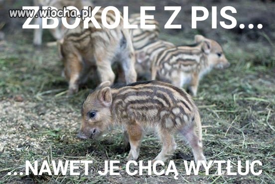 Pisowskim cwokom przeszkadzają drzewa, wilki...