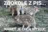 Pisowskim cwokom przeszkadzają drzewa, wilki...