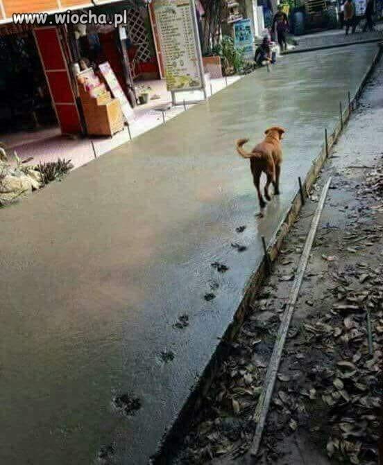 I jak nie kochać piesków