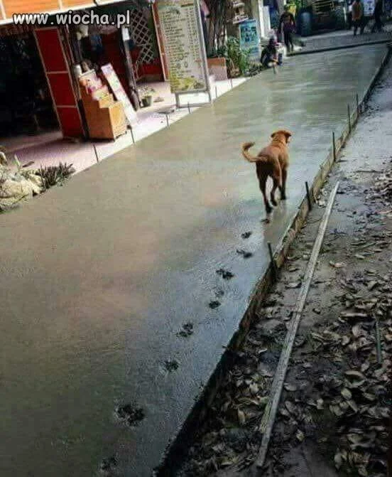 I jak nie kochać piesków