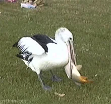 Ha ha ha...