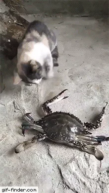 Ha ha ha...