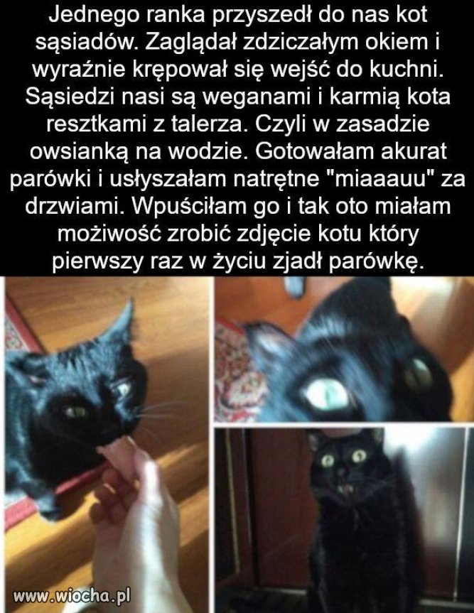 Kitku, koteczek, kitkunio weganów