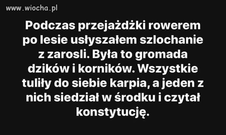 Dziwna gromadka...