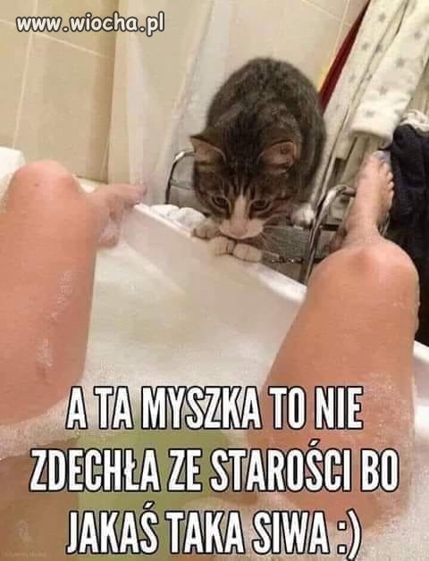 Chce ktoś kota bo mnie wk***a