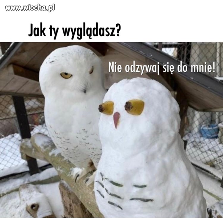 Foch po..