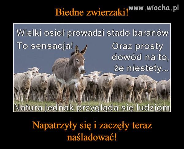 Ten osioł wcale nie taki wielki