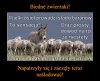 Ten osioł wcale nie taki wielki