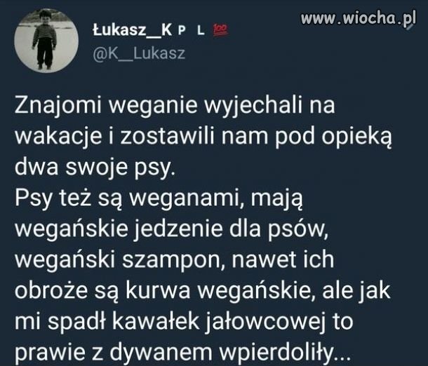 Psy weganie ?
