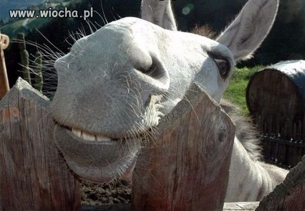 Shrek jest w domu?