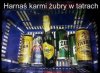 Tyle w temacie