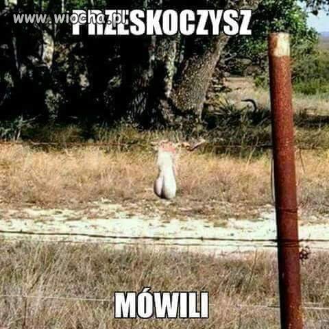 Wysoki płotek 