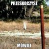 Wysoki płotek 
