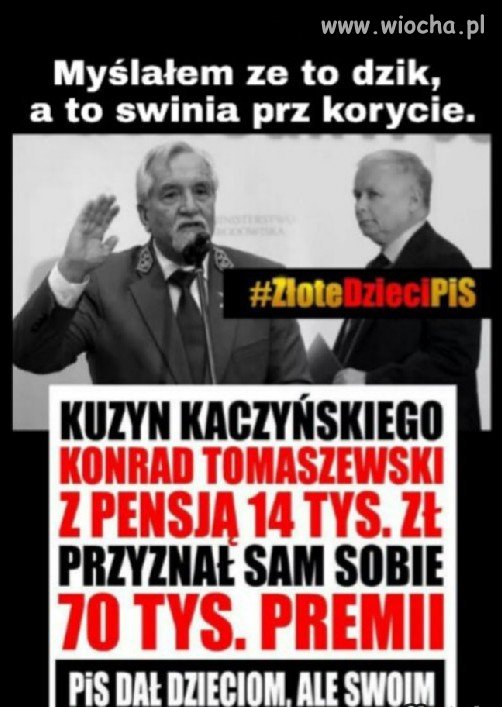 Świnie przy korycie