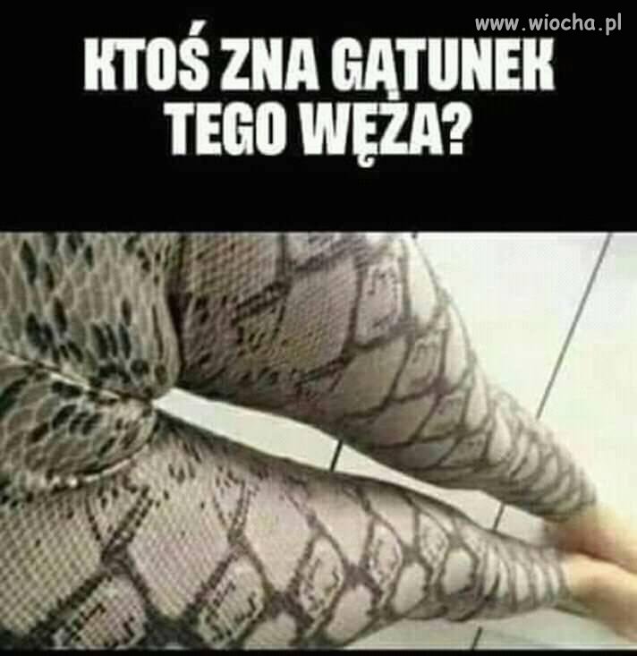 Czy wiecie jaki to gatunek węża ?