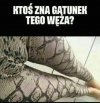 Czy wiecie jaki to gatunek węża ?