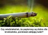 Dobry papierosek