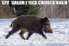 Dam radę - ...
