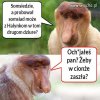 Somsiad