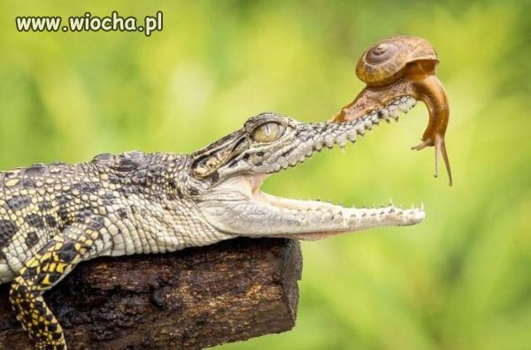 Ups teraz?