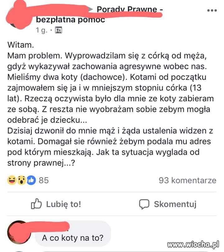 Wojna o koty