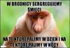 W BRODNICY SERGREGUJEMY ŚMIECI