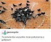 Zawsze to wiedziałem