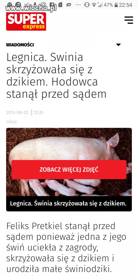 świnia z tej świni