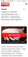 świnia z tej świni