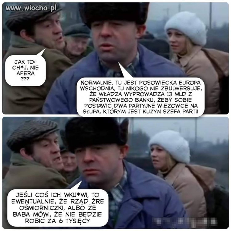 Bareja wiecznie żywy