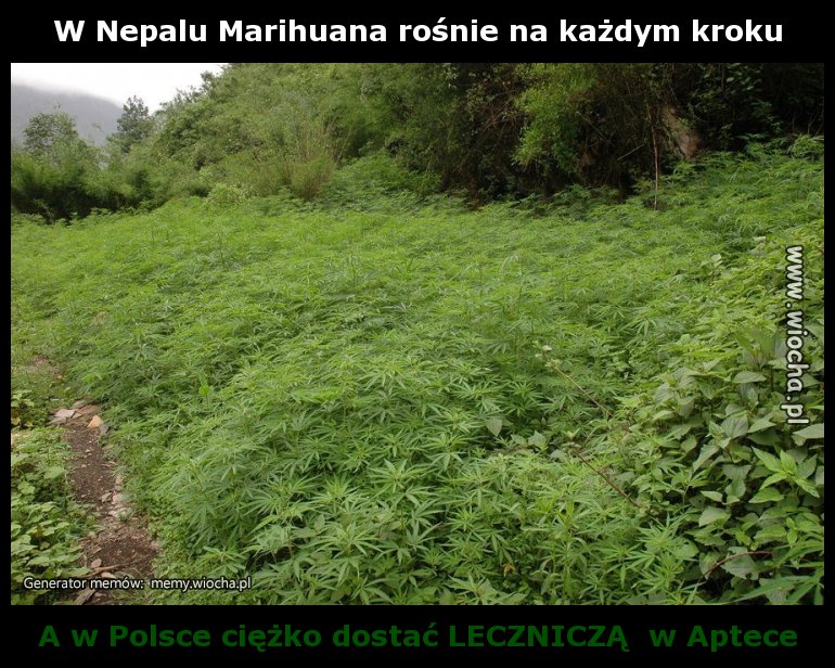 W Nepalu Marihuana rośnie na każdym kroku