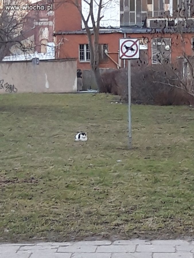 I co mi zrobicie...