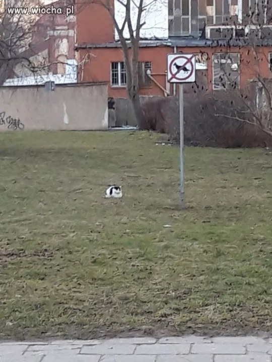 I co mi zrobicie...