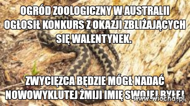 Konkurs w Australii