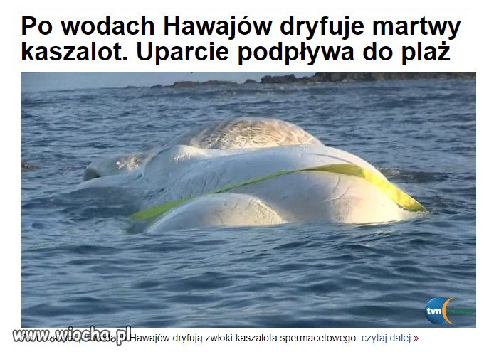 A to uparty, martwy kaszalot z niego...