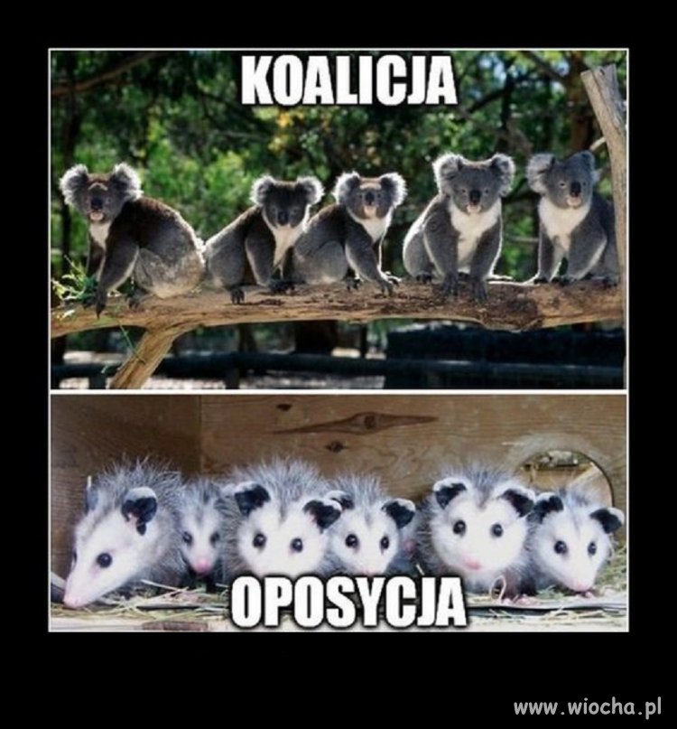 Podziały sejmowe ...