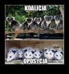 Podziały sejmowe ...