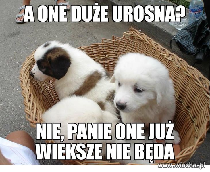 Skąd my to znamy