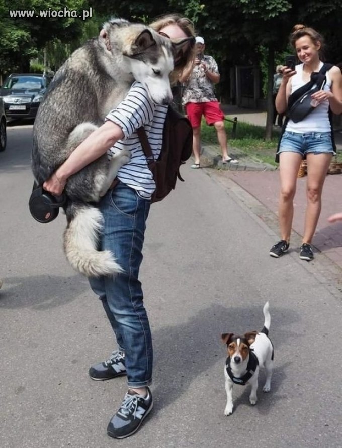 ...GDY DUŻY PIESEŁ SIĘ BOI