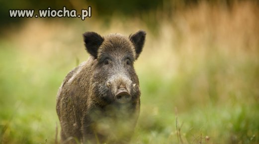 Dzik ranił 2 ludzi i ratowników.do ludzi dzik był 