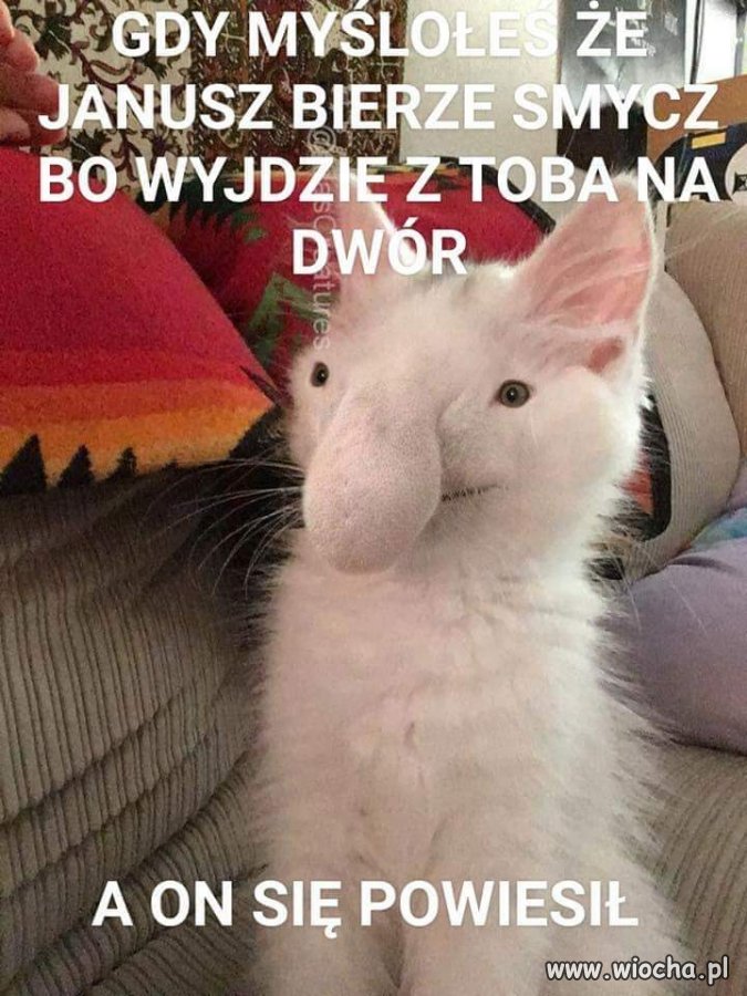 Kot Janusza