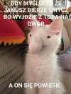 Kot Janusza