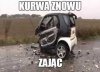 Zając   