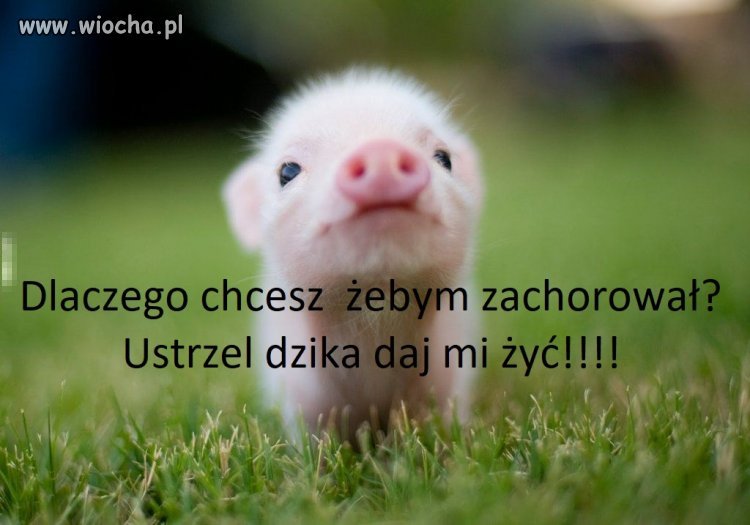 Miłośnicy dzików nienawidzą świnek !!!