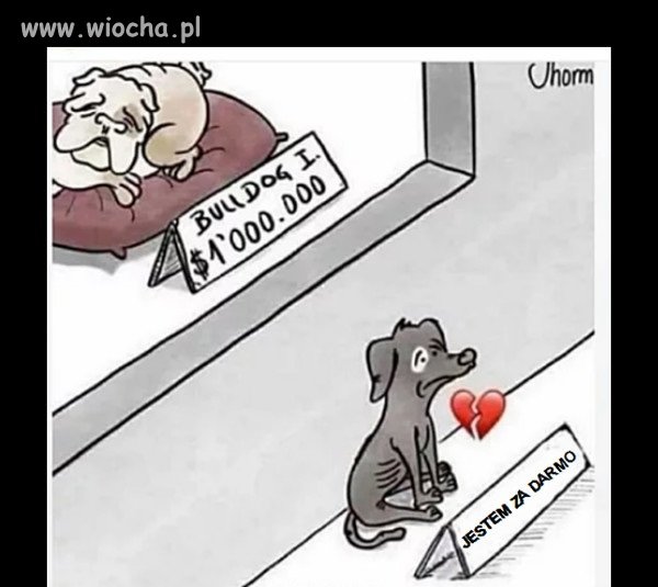 Pamiętaj - adoptuj, nie kupuj 