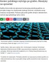 Po Janowie kolejna kura znoszące złote 