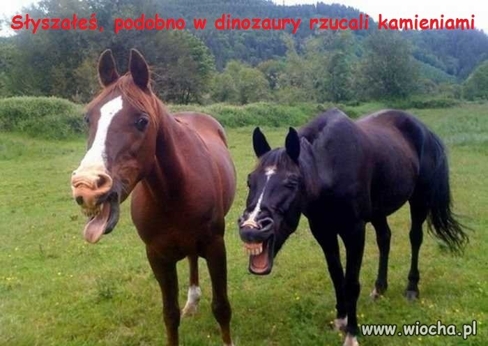 Koń też się uśmiał
