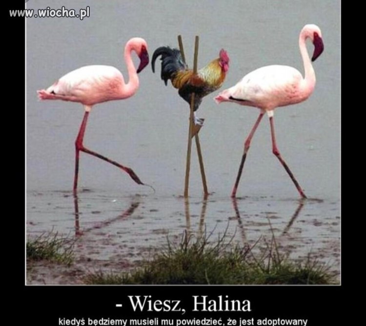 Kogocik 