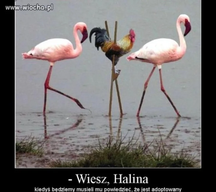 Kogocik 