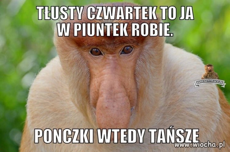 Porady